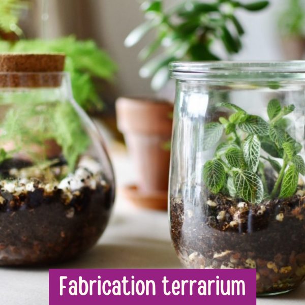 Fabrication Terrarium (6 ans et +)